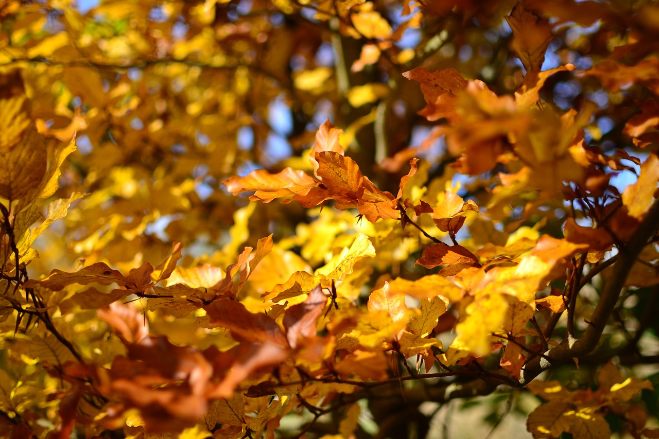 autumn foliage tree free photo