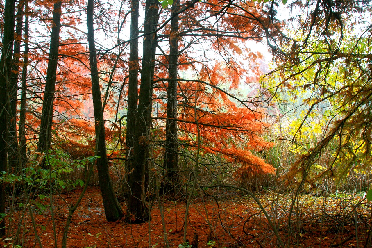 autumn forest red free photo