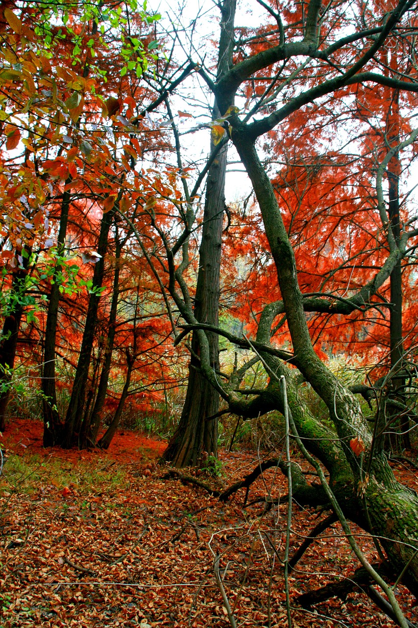 autumn forest red free photo