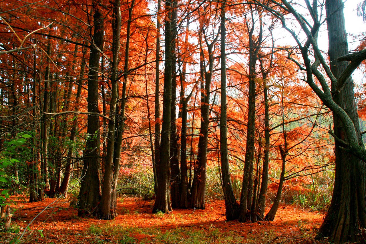 autumn forest red free photo