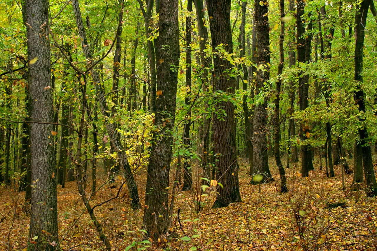 autumn forest yellow free photo