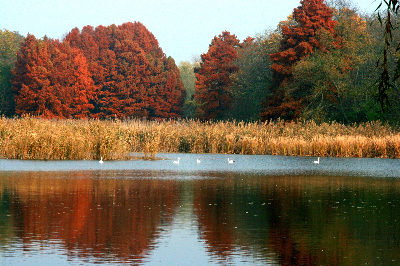 autumn lake forest free photo