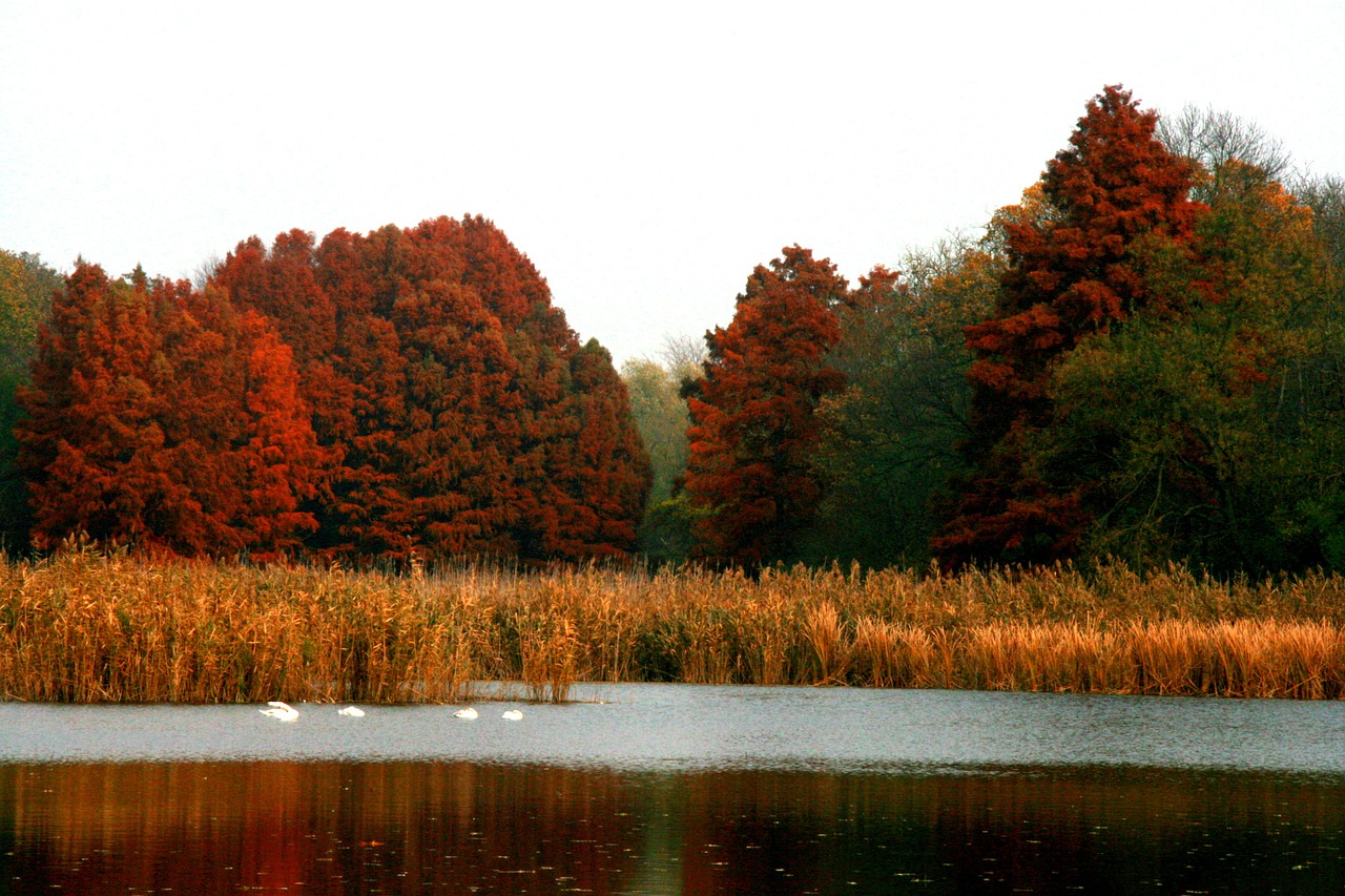 autumn lake forest free photo