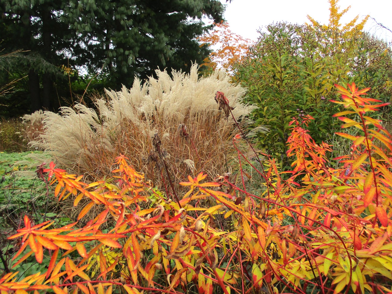 autumn nature fall leaves free photo