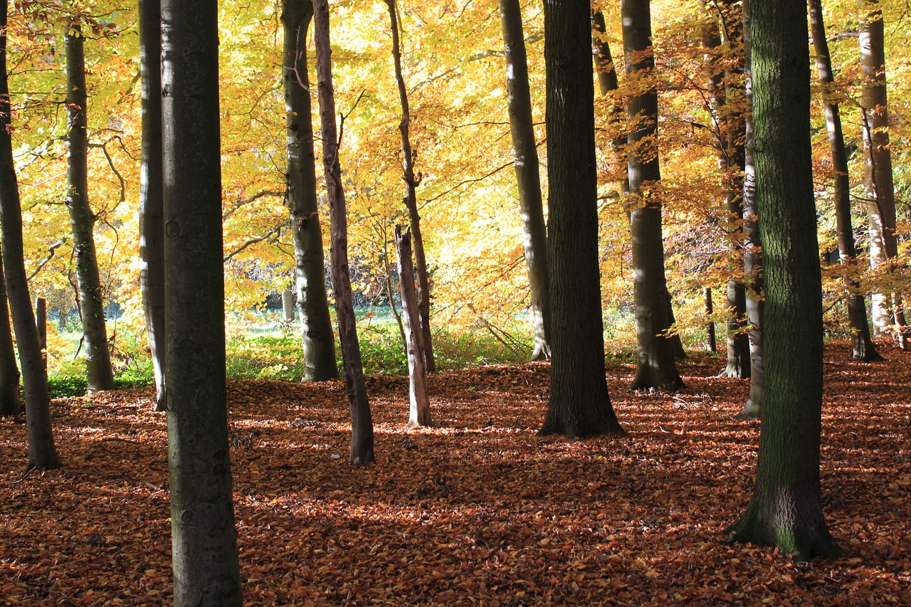 autumn forest leaves free photo