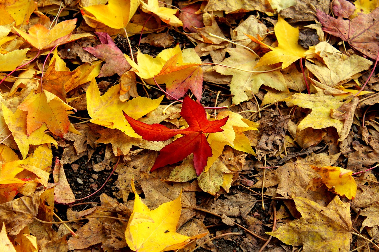 autumn leaves leaf free photo