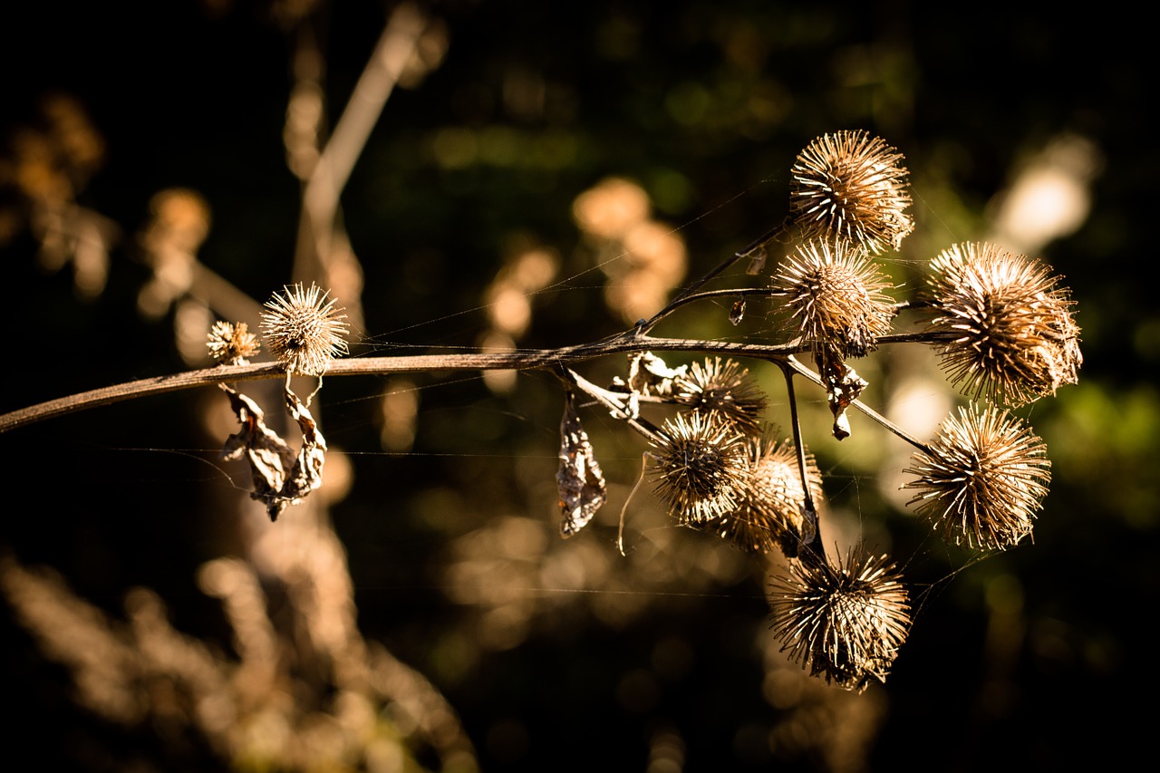 autumn thistle nature free photo