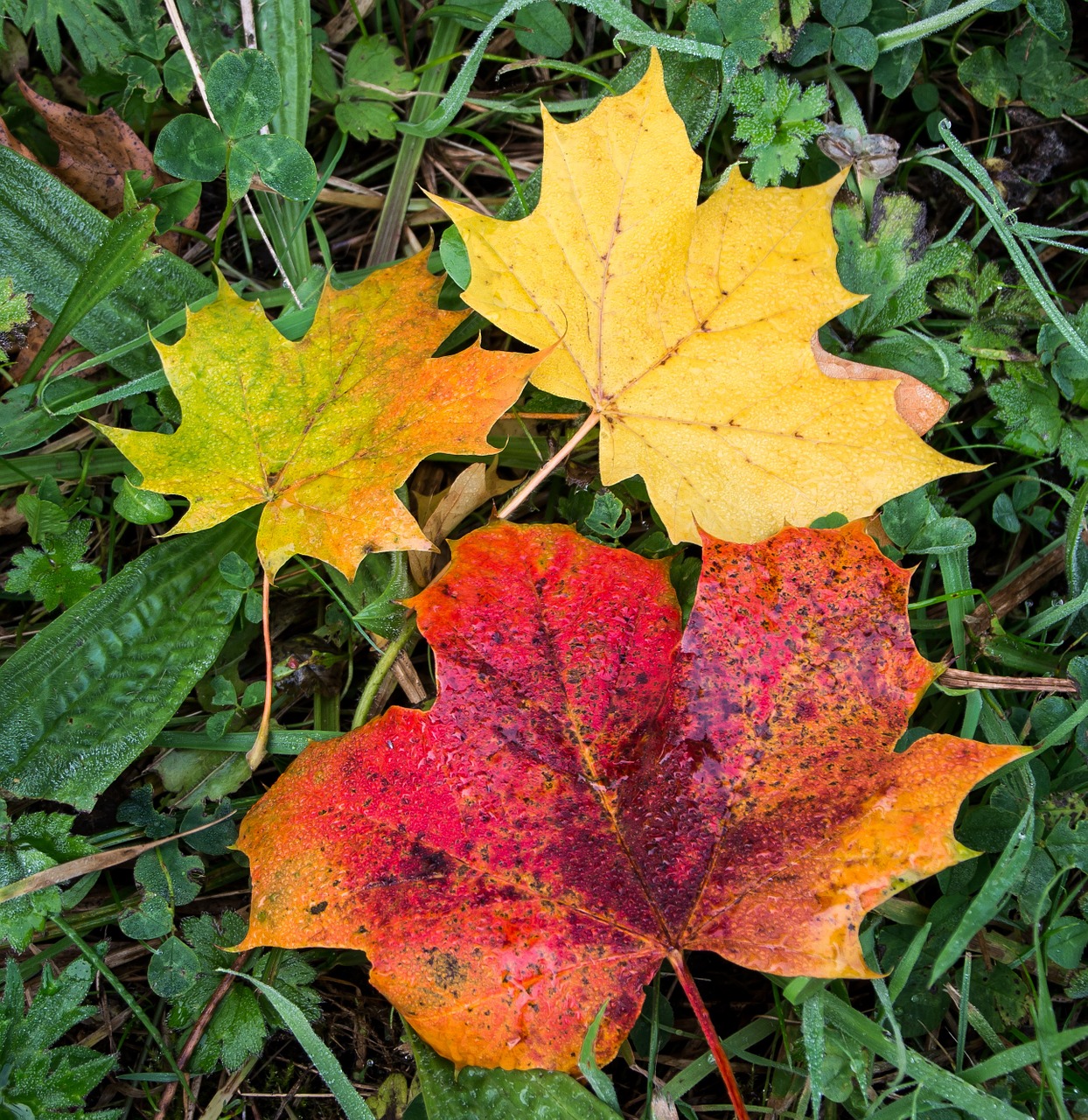 autumn leaves fall free photo