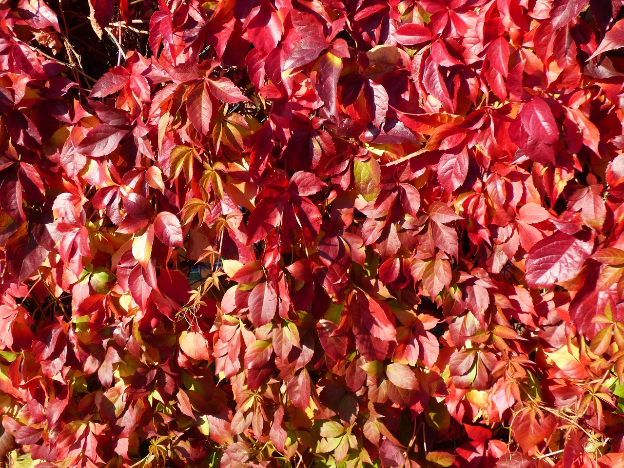 autumn leaves red free photo