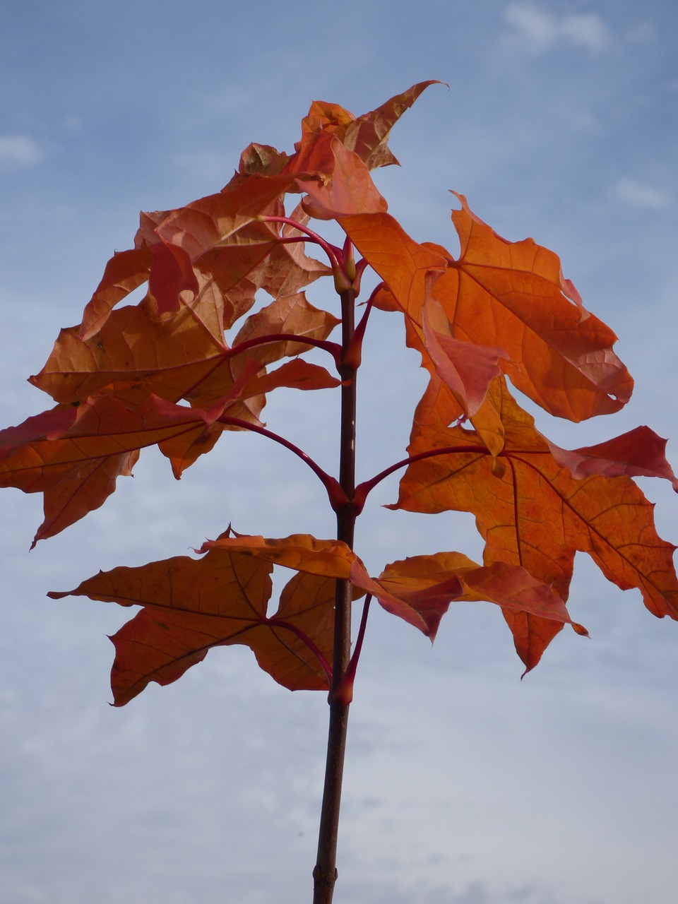 autumn leaves staining maple free photo