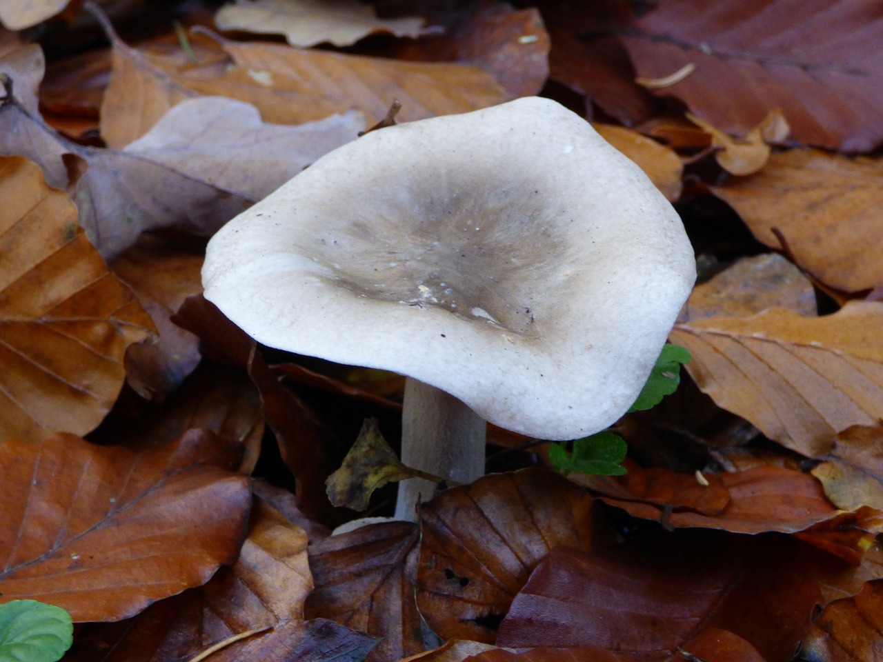 autumn forest mushroom free photo