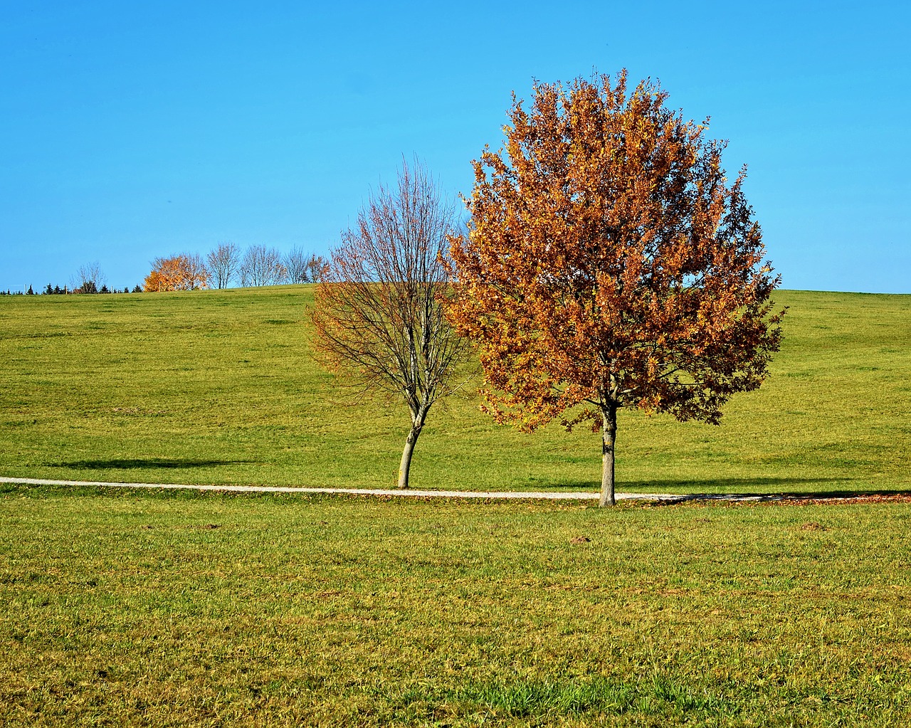 autumn landscape trees free photo