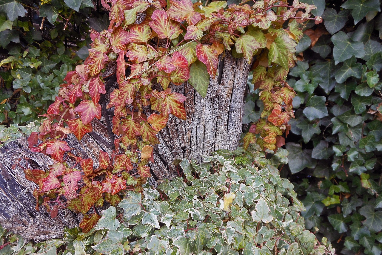 autumn nature leaves free photo