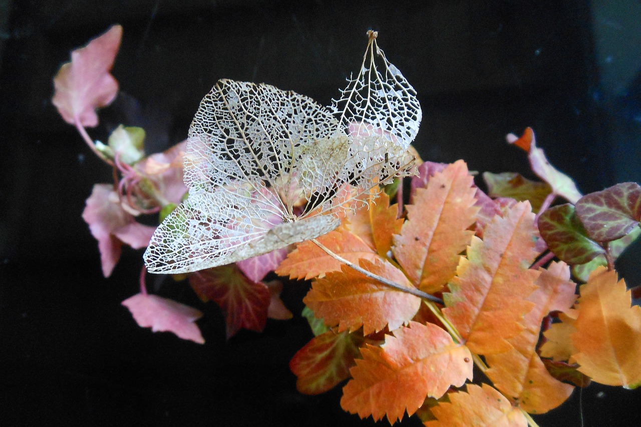 autumn nature leaves free photo