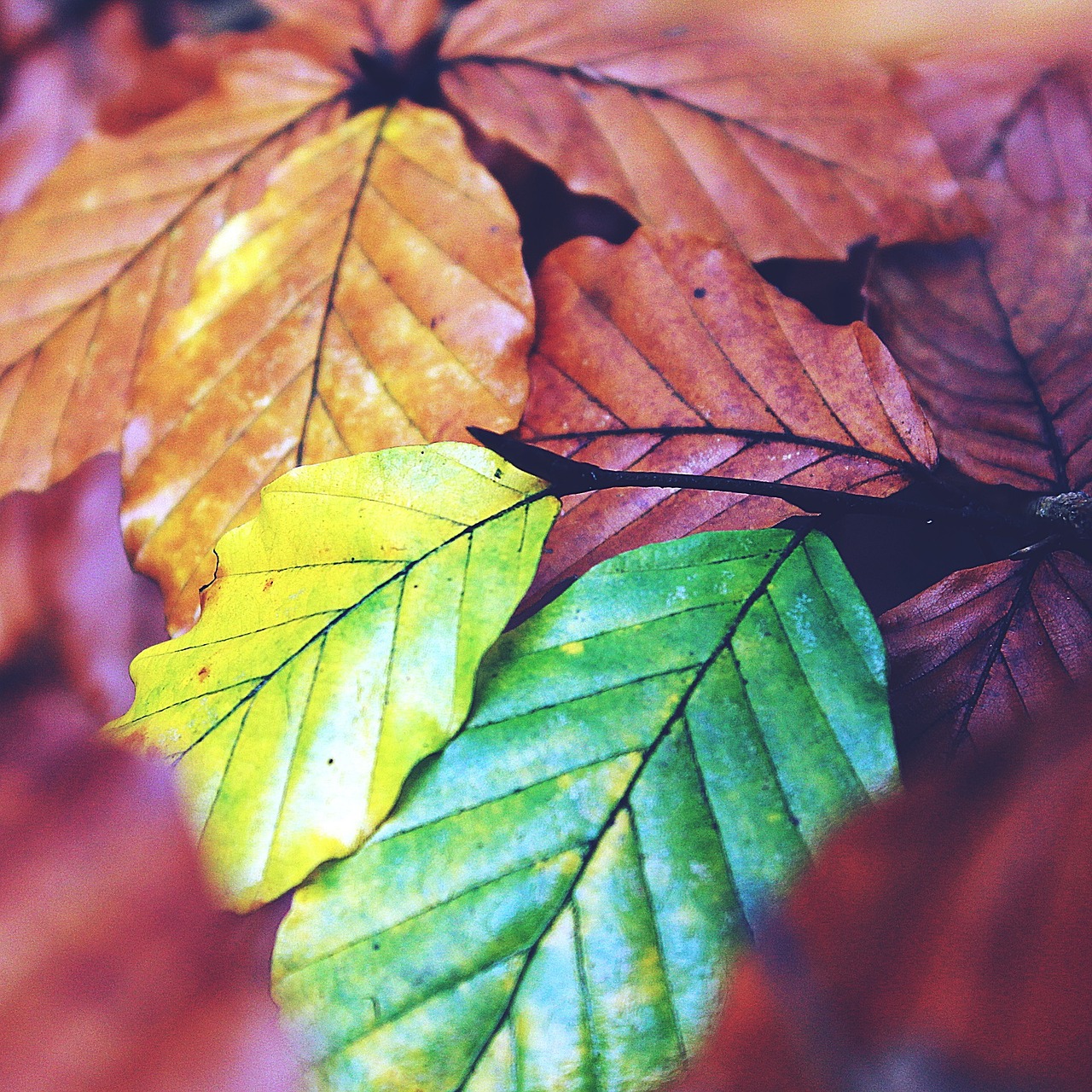autumn leaves coloring free photo