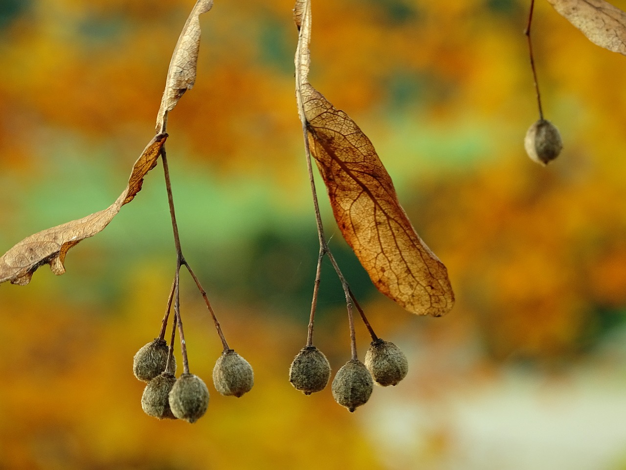 autumn leaf fall foliage free photo