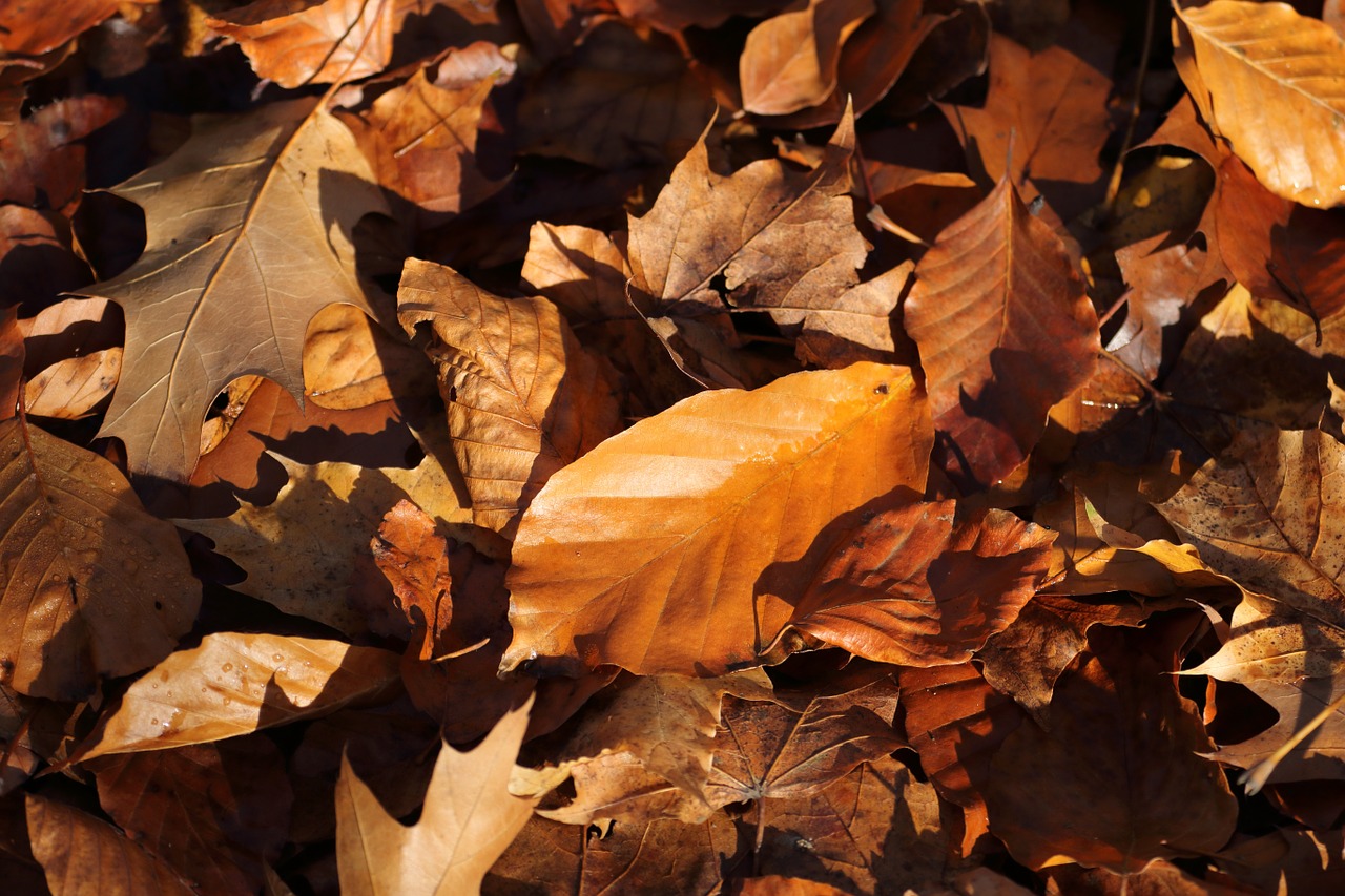 autumn leaves brown free photo