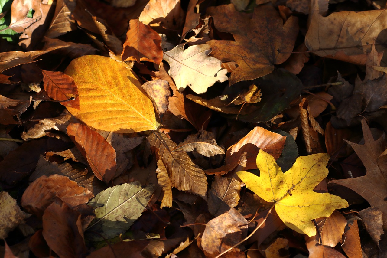 autumn leaves fall foliage free photo