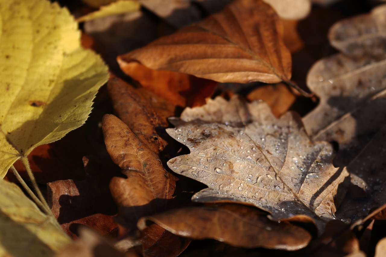 autumn leaves forest floor free photo