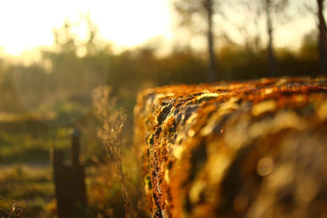 autumn stone wall moss free photo