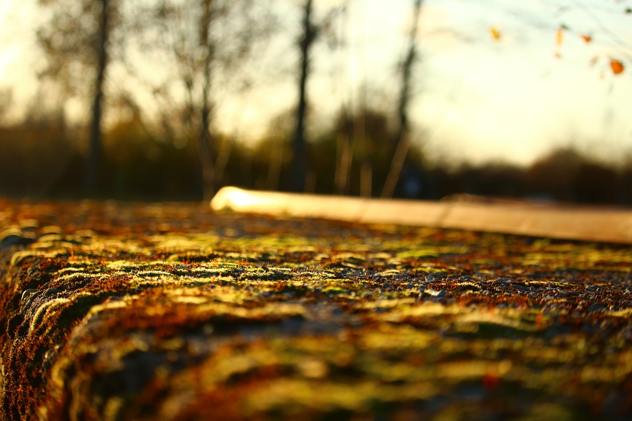 autumn stone wall moss free photo