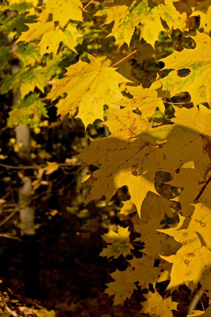 autumn fall foliage forest path free photo