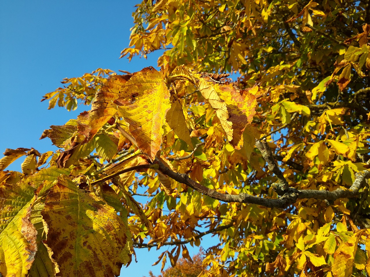 autumn leaves tree free photo