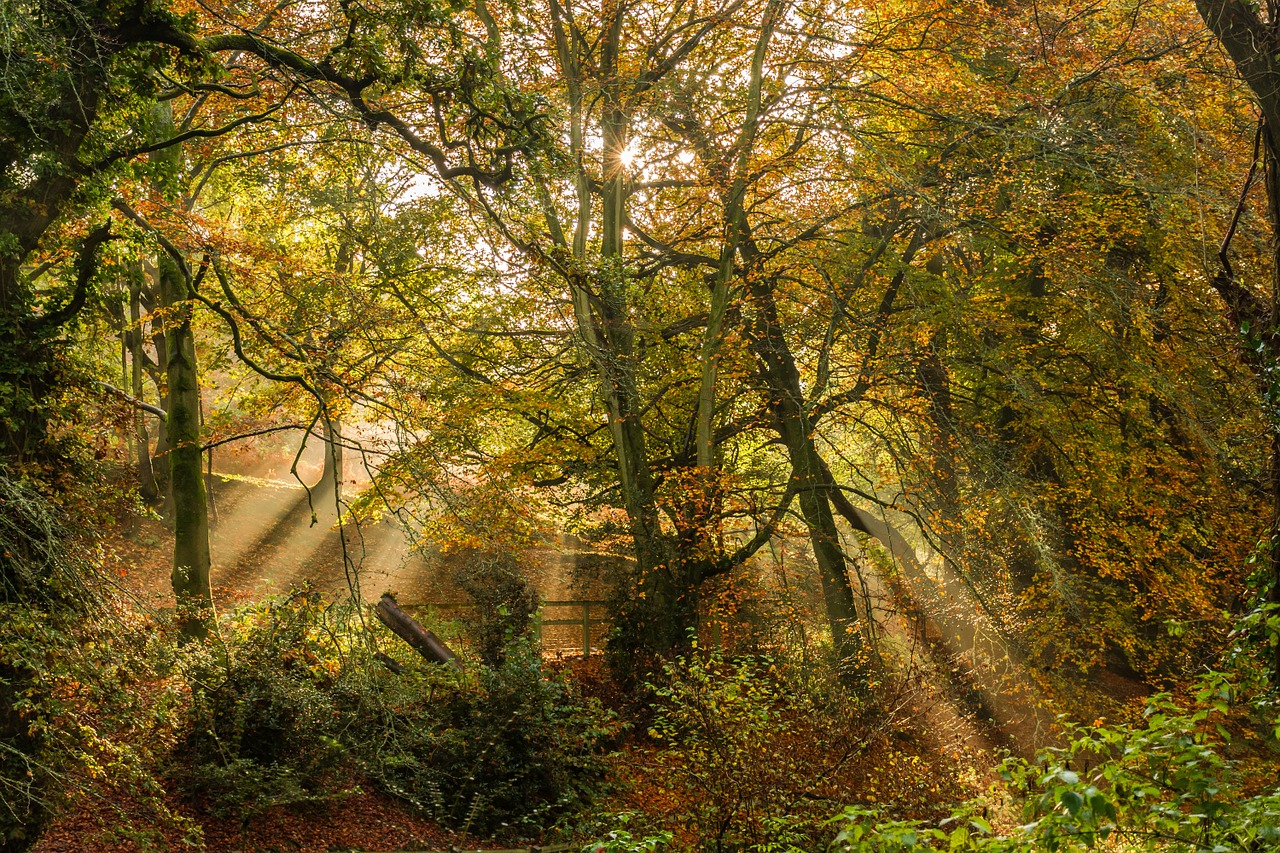 autumn early morning free photo