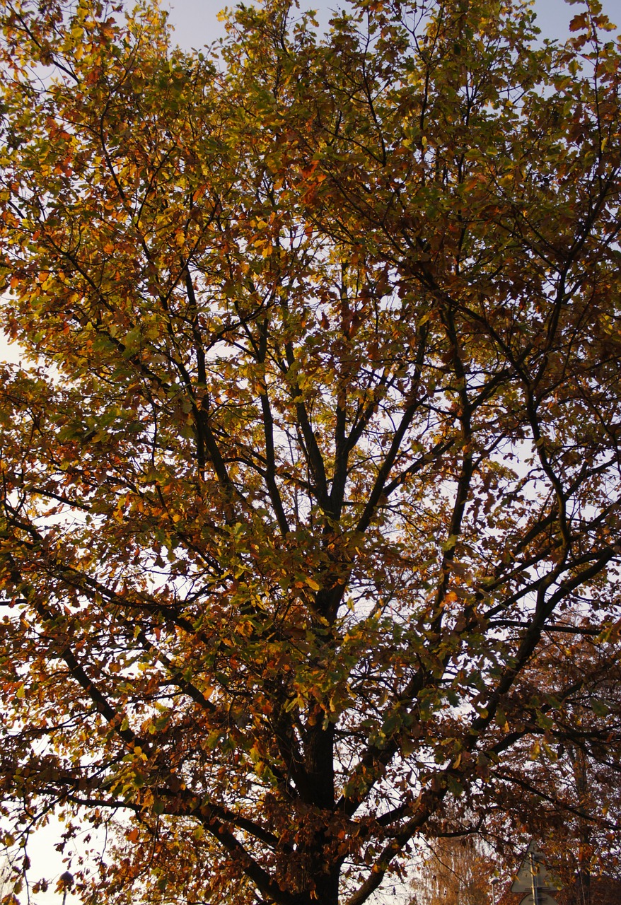 autumn tree evening free photo