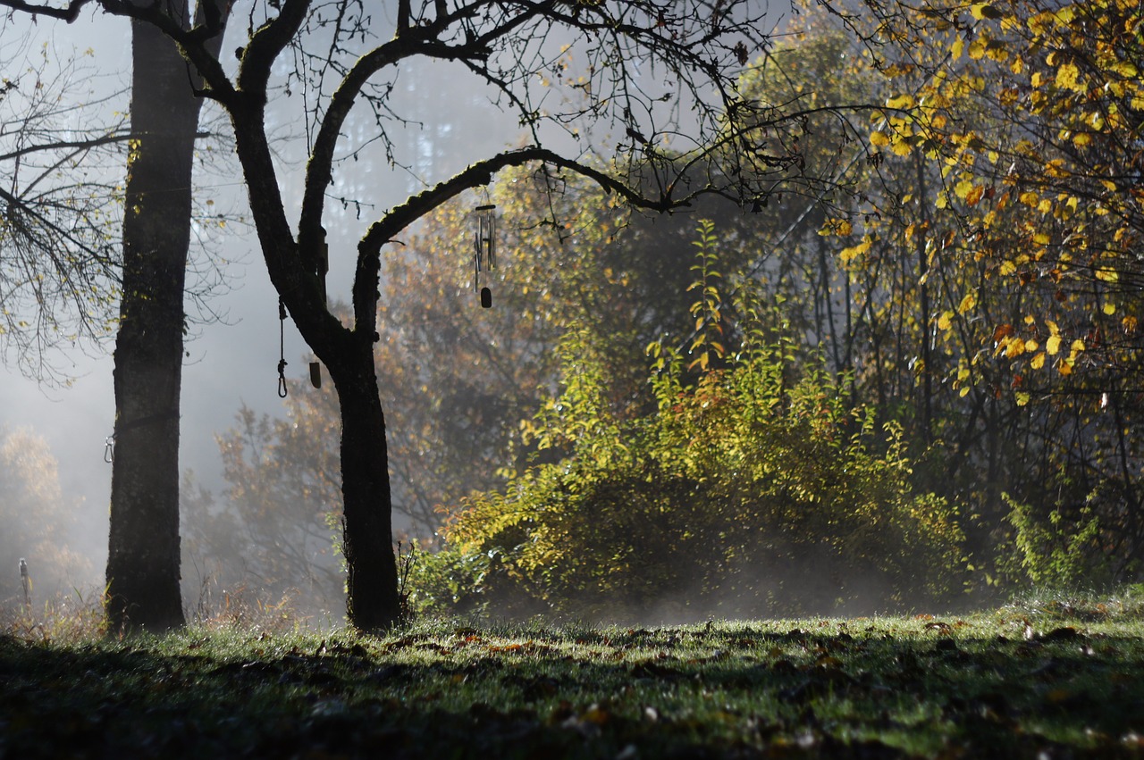 autumn morning autumn morning free photo