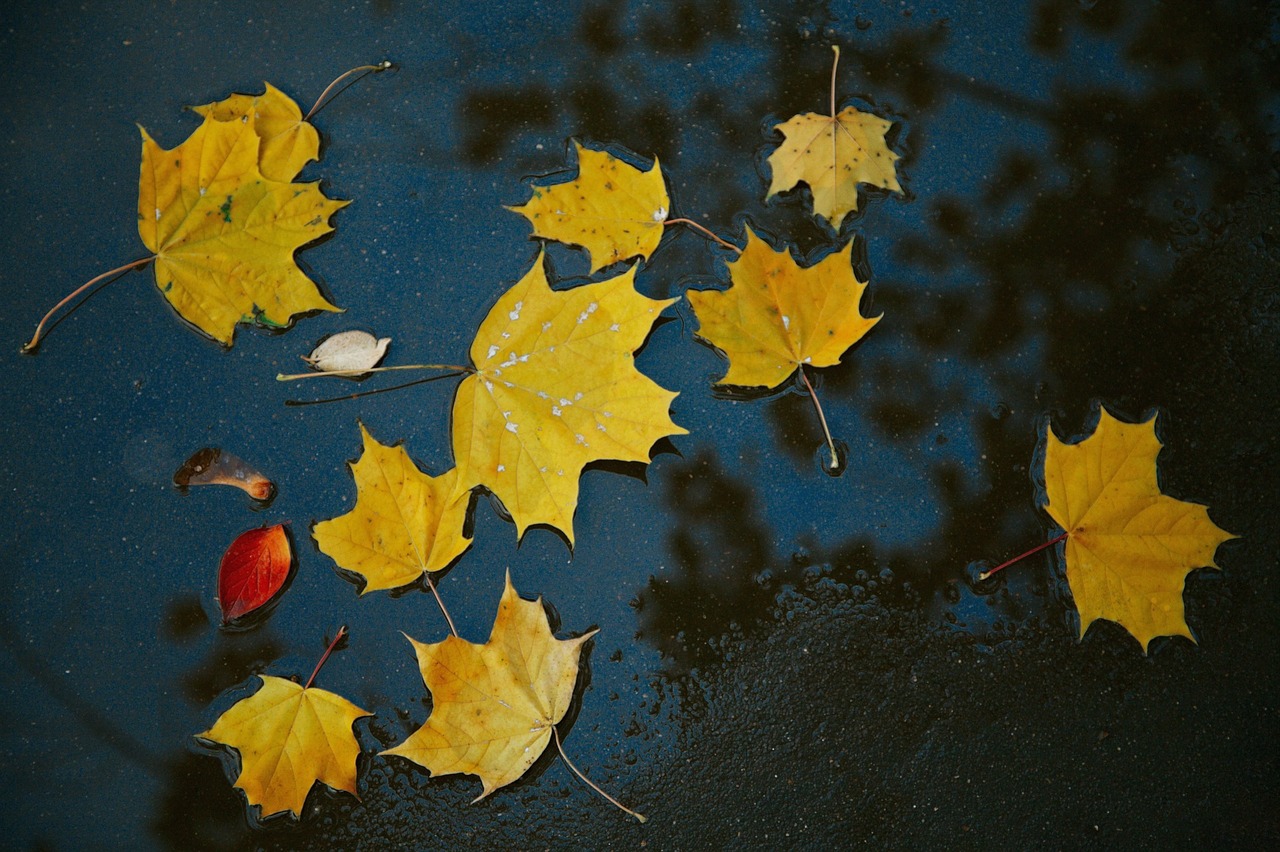 autumn leaves yellow free photo