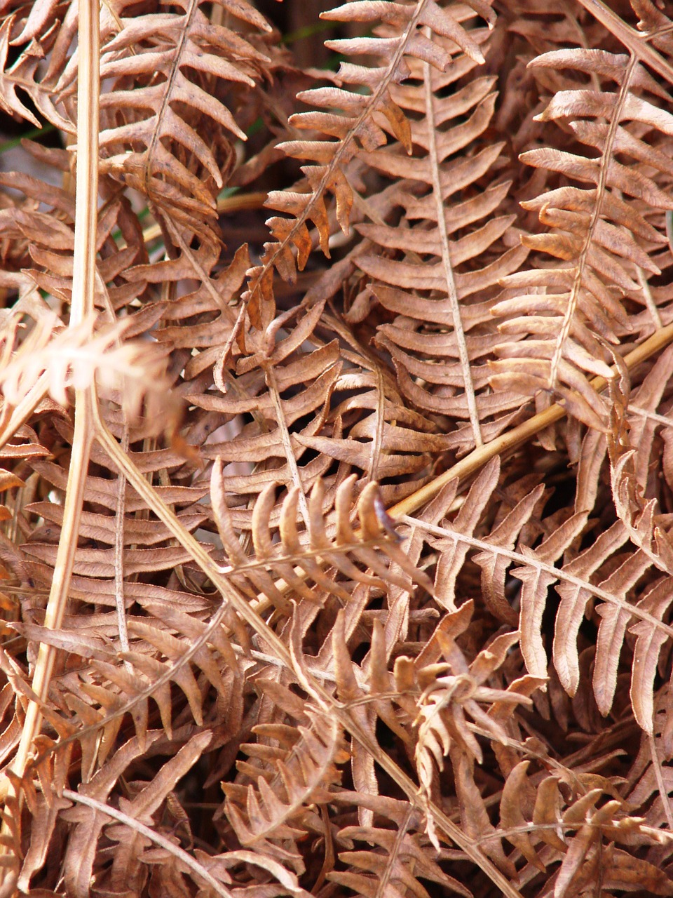 autumn fern nature free photo