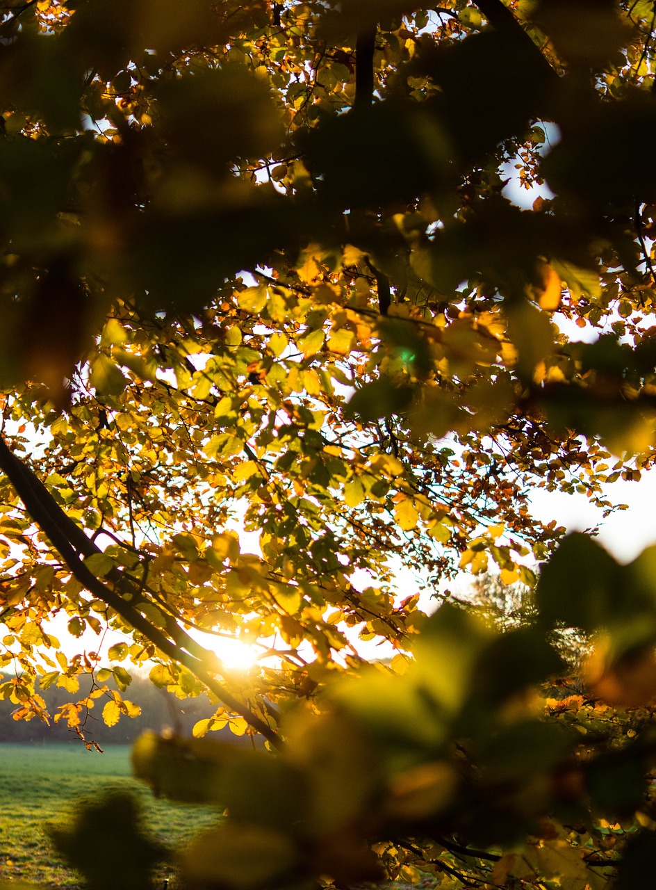 autumn sun leaves free photo