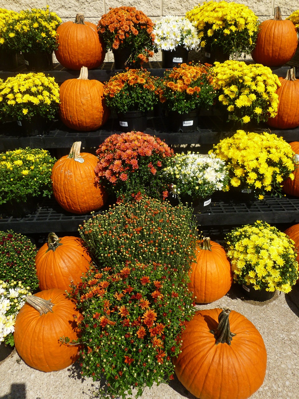 autumn pumpkins flowers free photo