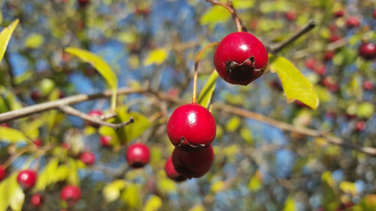 autumn red fall flower free photo