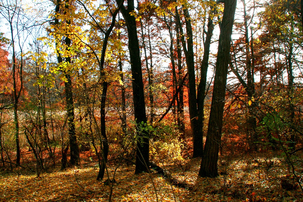 autumn forest leaves free photo