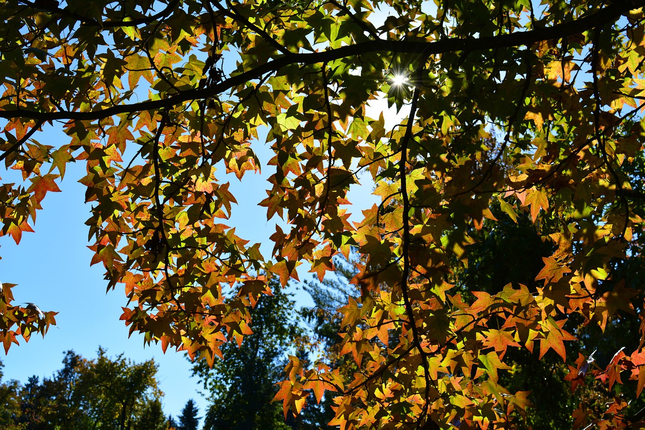 autumn leaves tree free photo