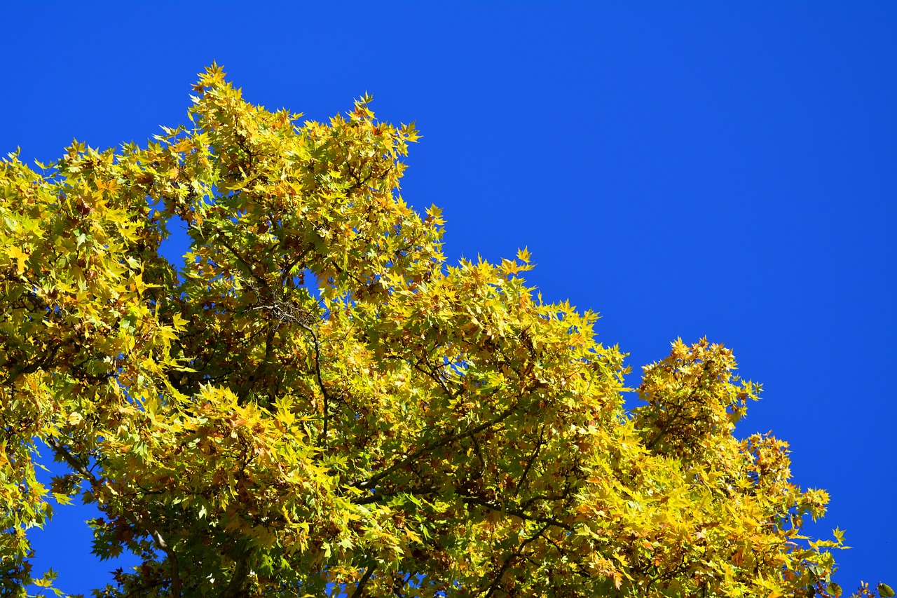 autumn tree leaves free photo