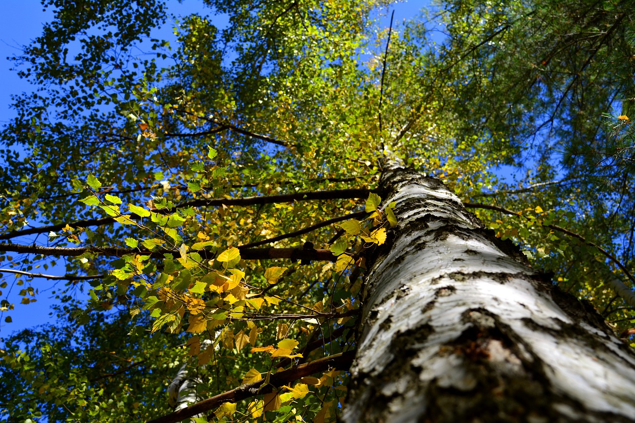 autumn leaves tree free photo