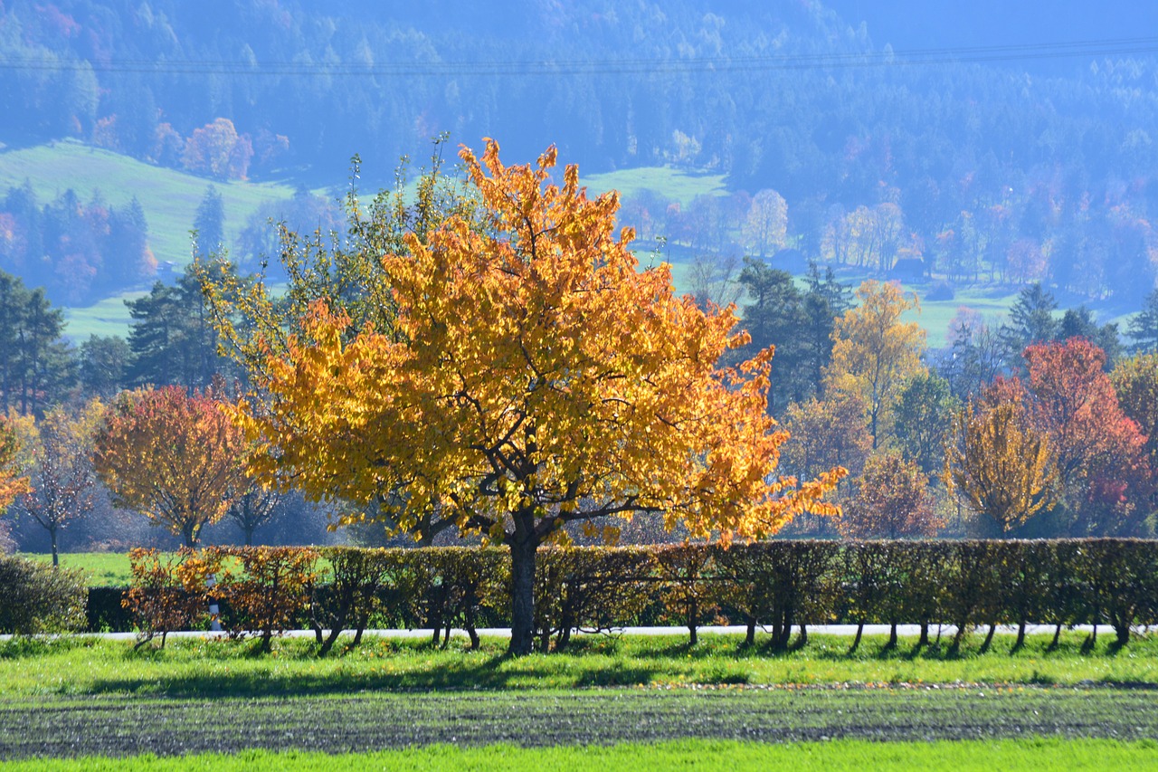 autumn tree golden autumn free photo