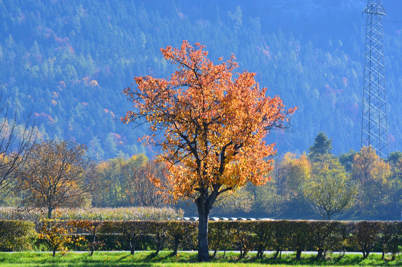 autumn tree tree in the fall free photo