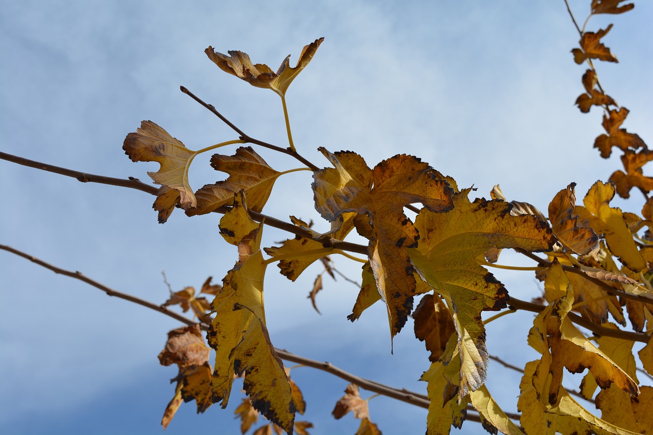 autumn leaves yellow free photo