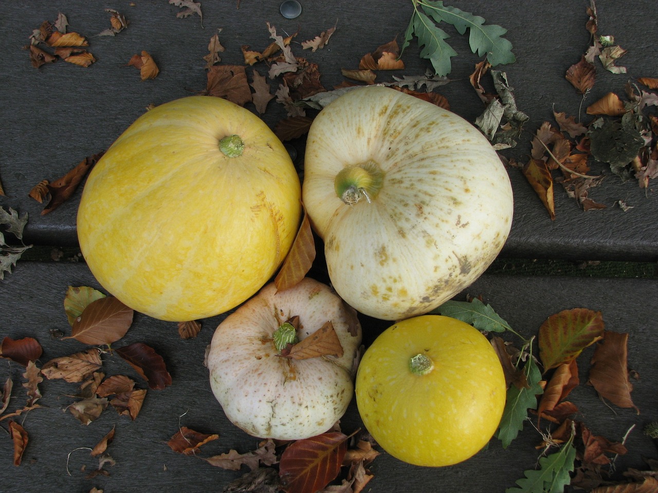 autumn pumpkin yellow free photo