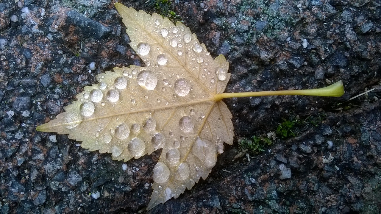 autumn leaf drip free photo