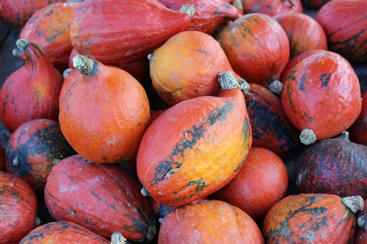 pumpkins autumn free pictures free photo