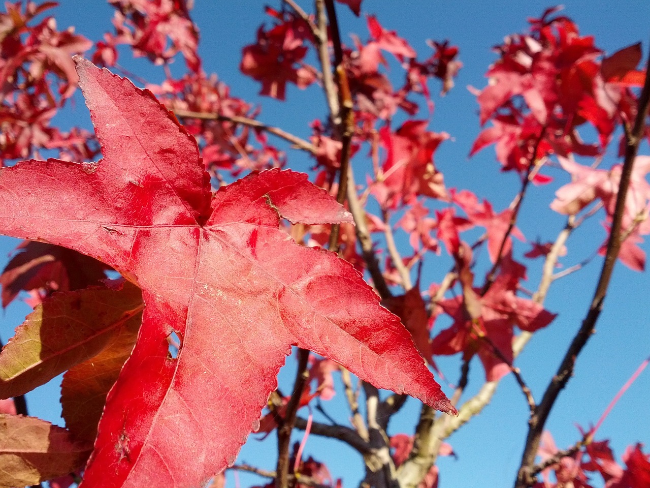 autumn leaf maple free photo