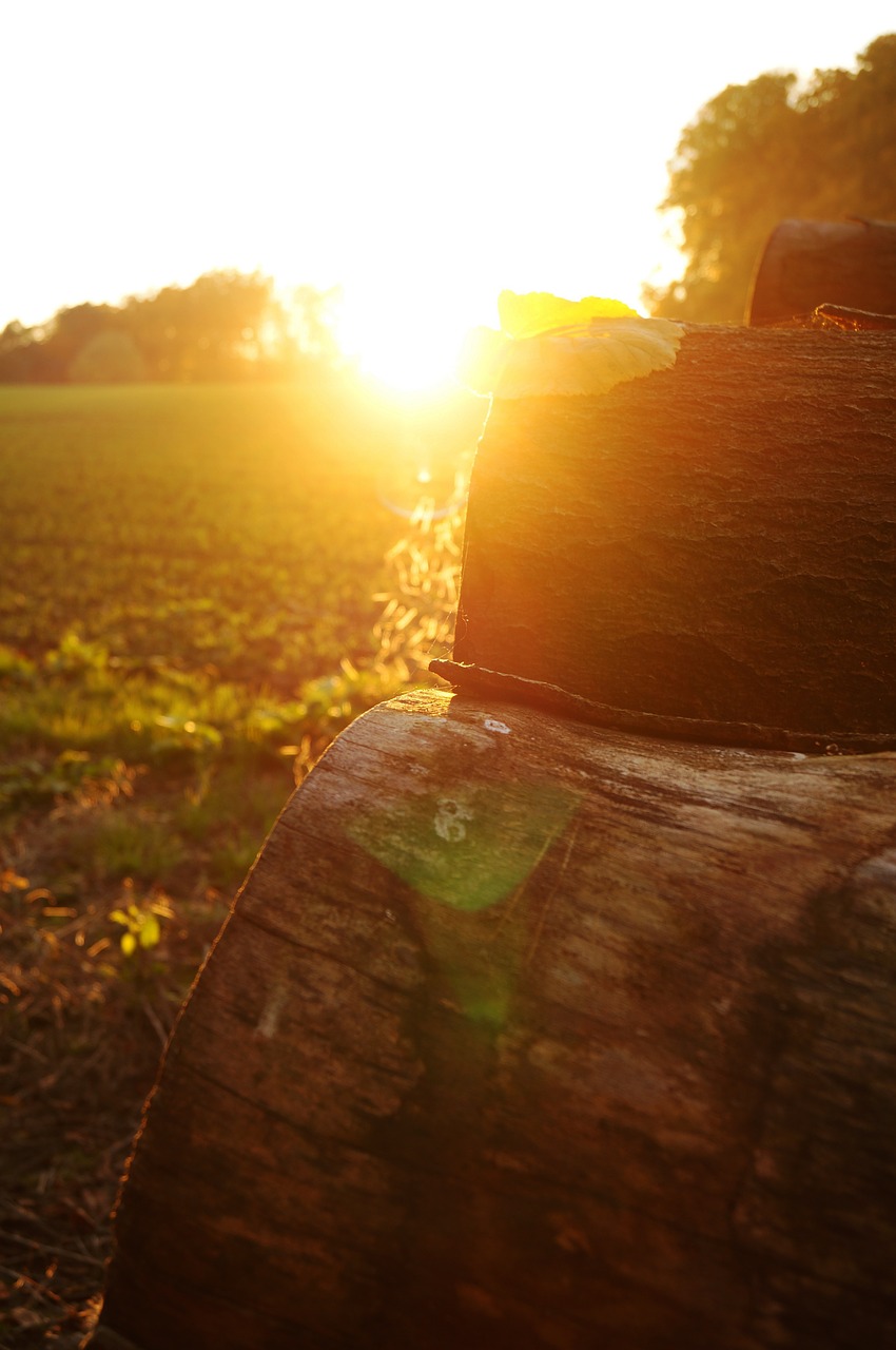 autumn sunset forest path free photo