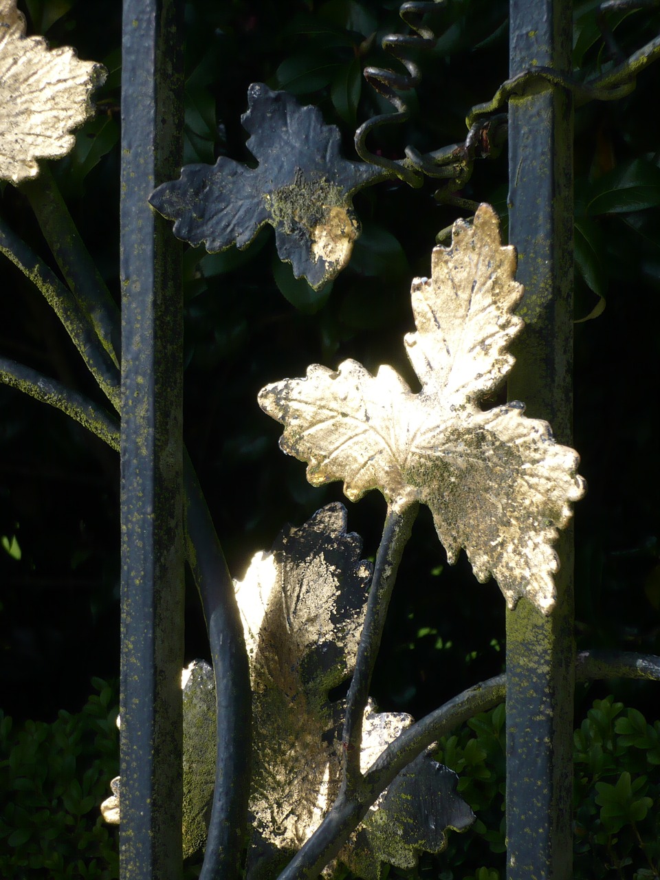 autumn gold leaf free photo