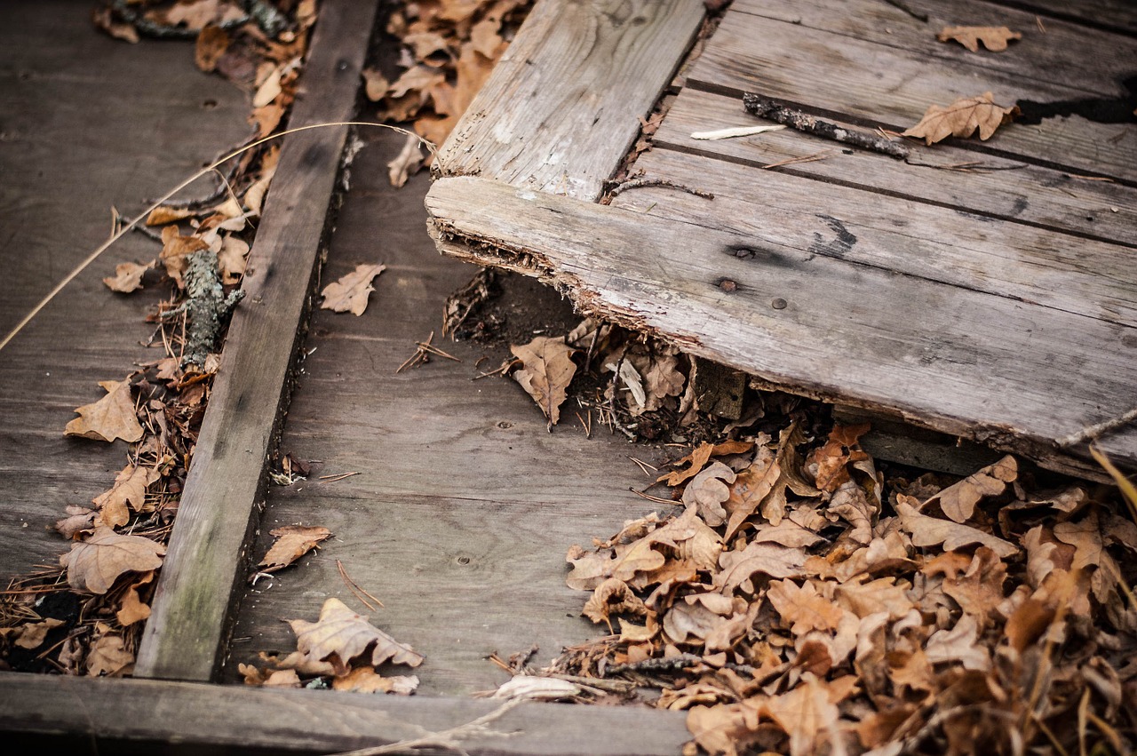 autumn door leaf free photo