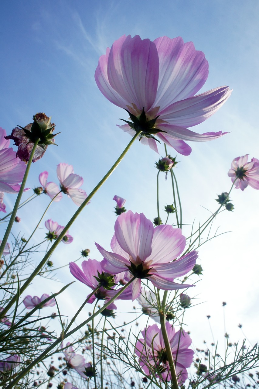 autumn sky cosmos free photo